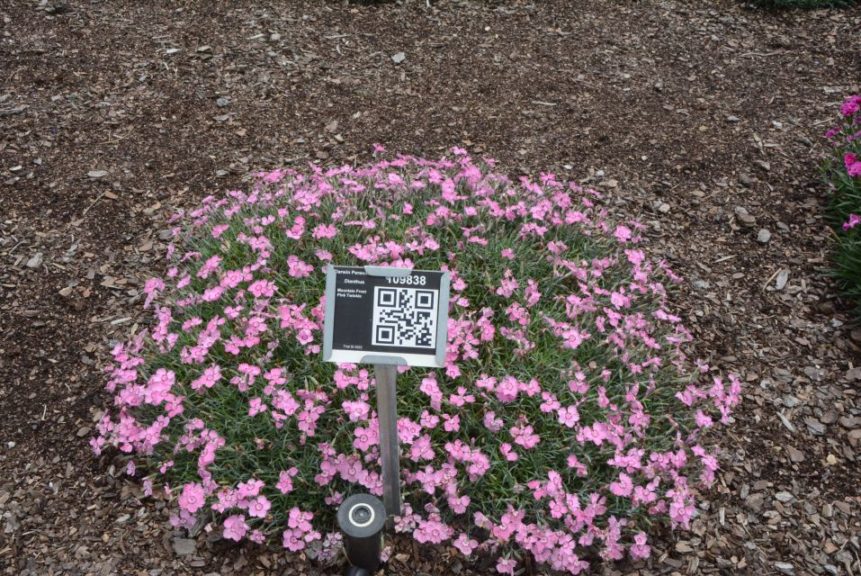 Dianthus Mountain Frost Pink Twinkle Darwin Perennials