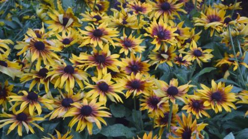 9 Not-So-Mainstream Annuals to Consider for 2020