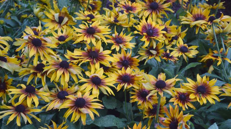 Echibeckia ‘Summerina Sizzling Sunset’ (Pacific Plug & Liner/University of Georgia)