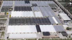 Dave Wilson Nursery Adds to Its Greenhouse Tree Production