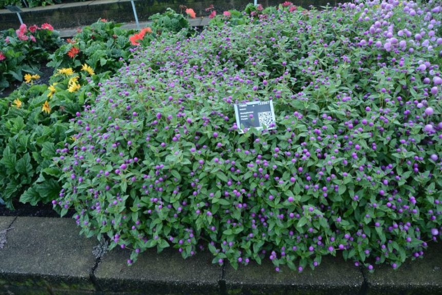 Gomphrena Pinball Purple Sakata