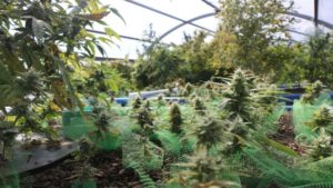 Hemp Industry Stakes Its Claim in Infrastructure Bill