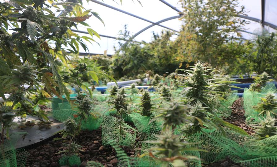 CBD, Cannabis National Hemp Association