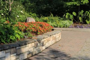 Impatiens 'Sunpatiens Compact Electric Orange'