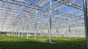 10 Ways the Horticulture Industry Can Turn COVID-19 Challenges Into Drivers for Change