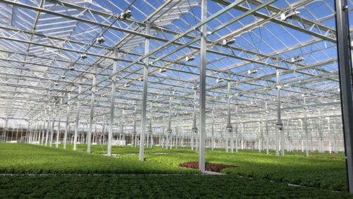 How to Select the Right Equity Partner for Your Greenhouse Business