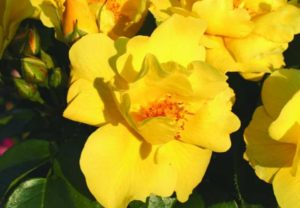 'Lemon Fizz' 