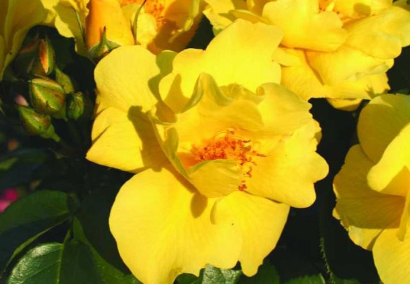 'Lemon Fizz' 