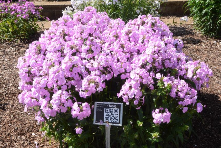 Phlox, Garden Fashionably Early Princess Walters Gardens Inc