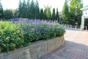 Salvia 'Mystic Spires Blue'