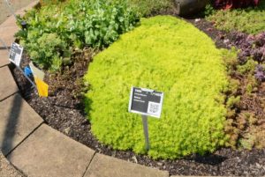 Sedum Lemon Coral Proven Winners