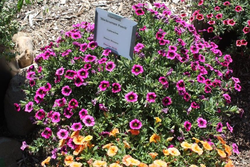 Calibroachia 'Superbells Blackcurrant Punch' 