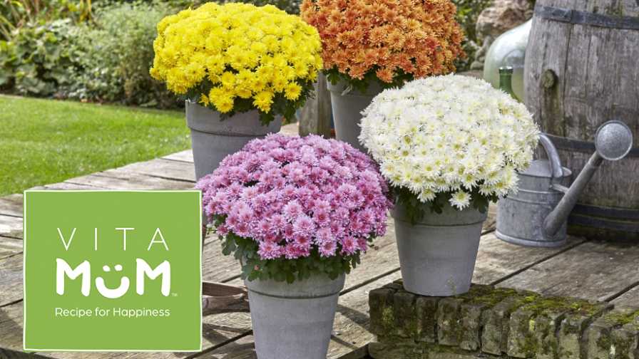 Vitamum line of flowers from Dümmen Orange