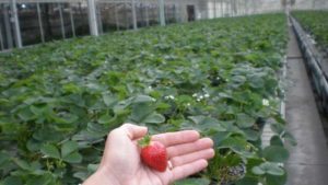 How Alternative Crops Can Help You Find Your Market Niche