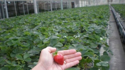 How the New IPM Model Can Pay off for Your Farm