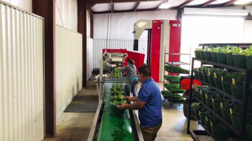 Ways Plant Production Automation Can Ease Your Labor Concerns