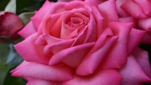 Why These 4 Roses are Award-Winners