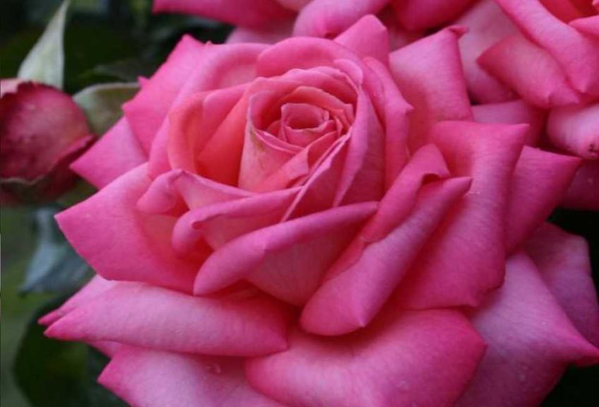 'Wedding Bells'