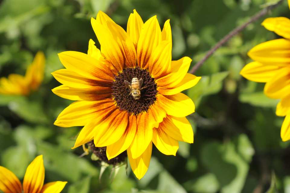 2019 Raker-Robertas Trials Gardens Helianthus Sunbelievable Brown Eyed Girl (Danziger) AAS Winners