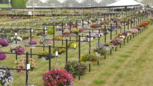 How the Raker-Roberta’s 2019 Variety Trials Featured Diversity