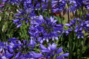 Agapanthus 'Ever Sapphire' (Plant Development Services)