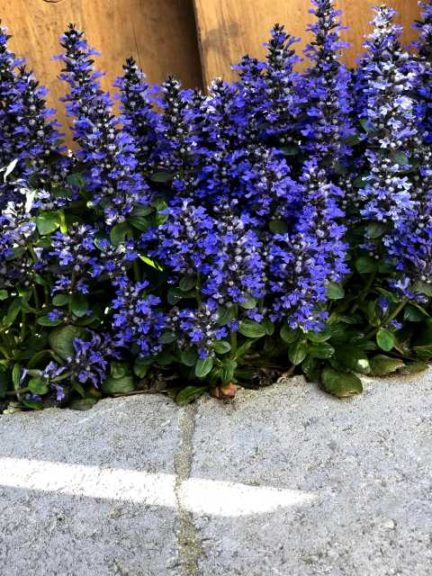 Ajuga 'Blueberry Muffin' (Terra Nova Nurseries)