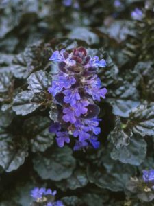 Ajuga 'Walbertson's Black Scallop' (PlantHaven International)