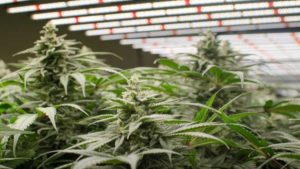 How to Make Sure Your Hemp Greenhouse Shines Bright