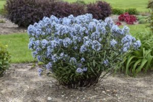 Amsonia 'Storm Cloud' (Walters Gardens)