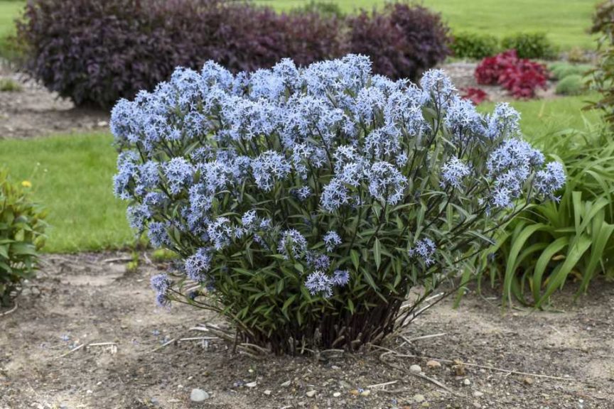 Amsonia 'Storm Cloud' (Walters Gardens)