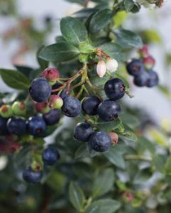 Blueberry 'Buckle' (Star Roses and Plants)