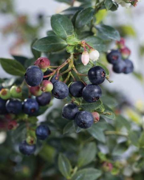 Blueberry 'Buckle' (Star Roses and Plants)