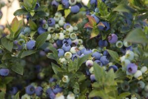 Blueberry 'Jelly Bean' (Star Roses and Plants)