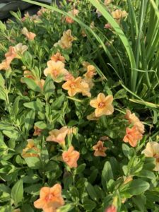 Calibrachoa 'Superbells Double Amber' (Proven Winners)
