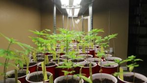 No Shortcuts to Success in Breeding Cannabis and Hemp