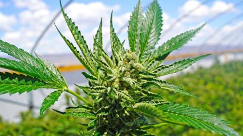 Is Cannabis Legalization Causing Stress on the Environment?