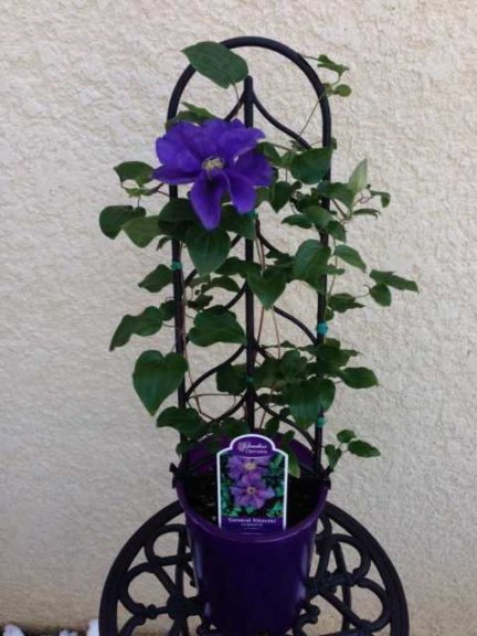 Clematis 'General Sikorski' (Donahue's Clematis)