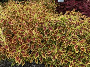 Coleus 'FlameThrower Salsa Serrano' (Ball FloraPlant)