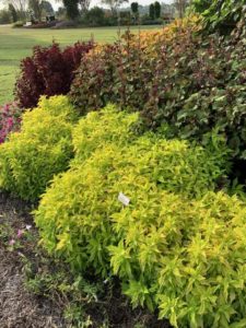 Coleus 'FlameThrower Salsa Verde' (Ball FloraPlant)