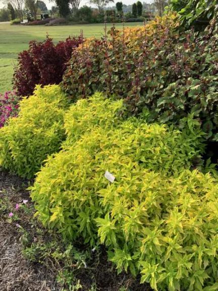 Coleus 'FlameThrower Salsa Verde' (Ball FloraPlant)