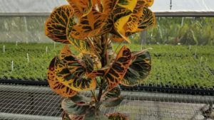 Peer-to-Peer Grower Advice on Coming Out of Spring Stronger Than Ever