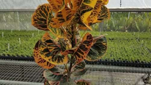 Peer-to-Peer Grower Advice on Coming Out of Spring Stronger Than Ever