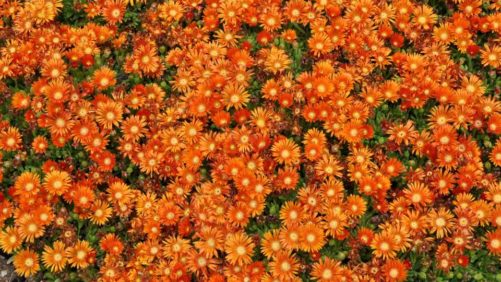 Best Performers From Colorado State University’s 2019 Plant Trials