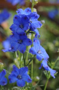 Delphinium 'Diamonds Blue' (Kieft Seed)