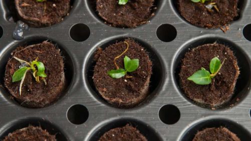 How Do I Evaluate New Tropical and Foliage Plant Varieties?