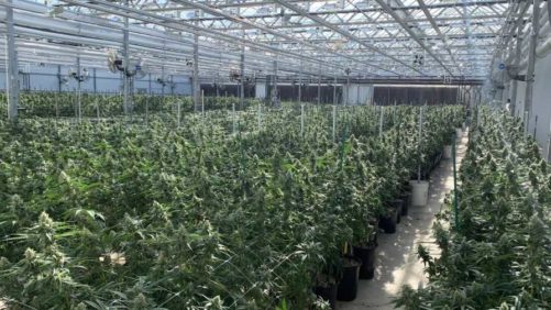 How the Cannabis Industry Can Address Sustainability Concerns