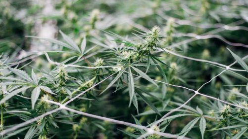 Hemp Growers Gain Access to New Pest Management Tools