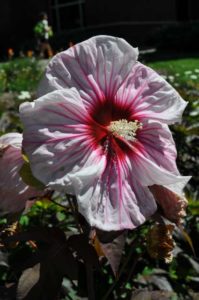 Hibiscus Summerific Cherry Choco Latte (Walters Gardens, Inc.)