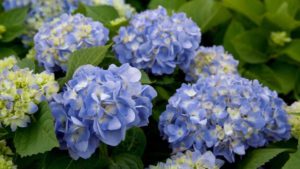 14 More Classic Blue Varieties to Add to Your Crop Mix
