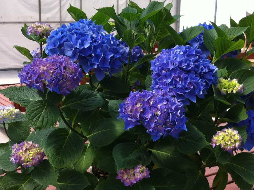 Hydrangea macrophylla Let's Dance Blue Jangles (Spring Meadow Nursery, PW)
